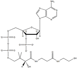 CoenzymeA