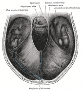 Tentorium cerebelli from above.