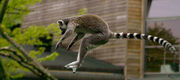 Katta (Lemur catta) jumping