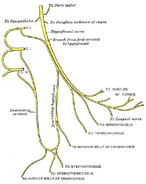 Plan of hypoglossal nerve.