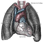 Heart-and-lungs