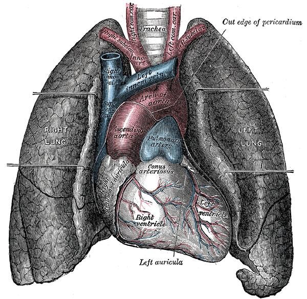 Anatomy Psychology Wiki Fandom