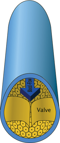 Diploic veins - Wikipedia