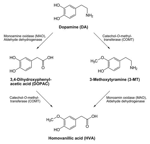 Dopamine degradation