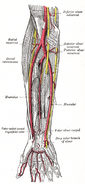 Ulnar and radial arteries. Deep view.