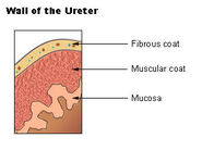 Illu ureters wall