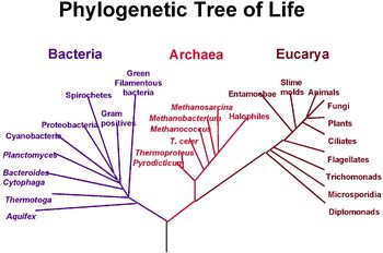 PhylogeneticTree