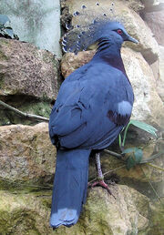 Bristol.zoo.victoria.crowned.pigeon