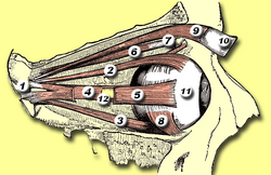 Eyemuscles