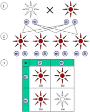 Mendelian inheritance 3 1