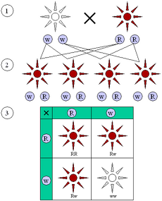 Mendelian inheritance 3 1