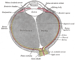 Peripheral vision - Wikipedia