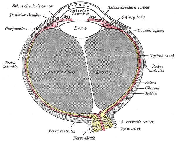 eye model labeled fovea centralis