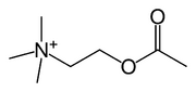 Acetylcholine-skeletal