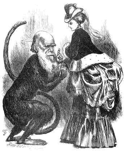 Darwin sexual caricature
