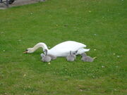 Swans