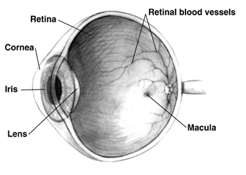 https://static.wikia.nocookie.net/psychology/images/e/ed/Human_eye_cross-sectional_view_grayscale.png/revision/latest?cb=20060226144646