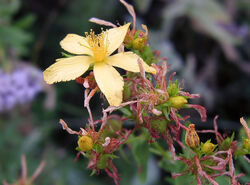 Hypericum perforatum