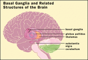 Brain structure