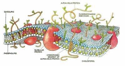 CellMembraneDrawing