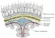 Diagrammatic section of scalp