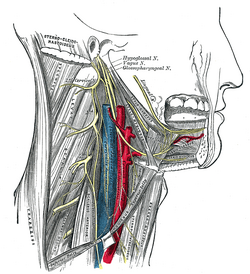 Inferior alveolar nerve - Wikipedia