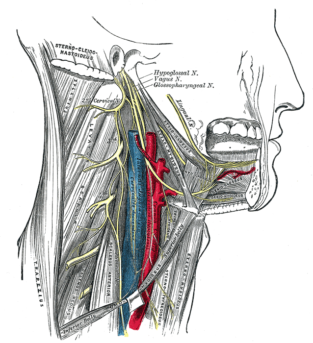 https://static.wikia.nocookie.net/psychology/images/e/ef/Gray794.png/revision/latest?cb=20060406094129