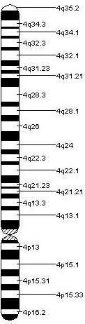 achondroplasia chromosome 4