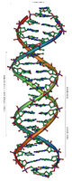 DNA Overview