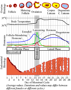 MenstrualCycle