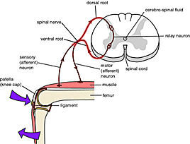 Somatosensory evoked potentials wiki