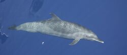 Spotteddolphin1