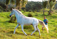 White horse