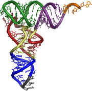 3d tRNA