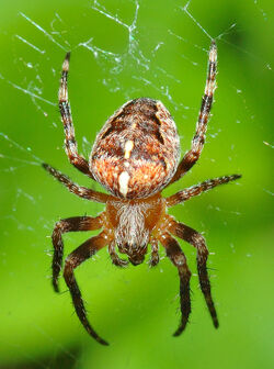 Araneus diadematus (aka)