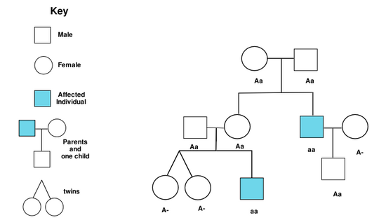 Pedigree Chart Psychology Wiki Fandom