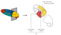 Parts of the thalamus