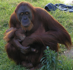 Female Orangutan & Baby PerthZoo SMC Sept 2005