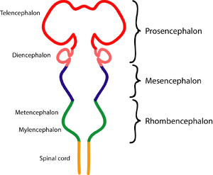 EmbryonicBrain