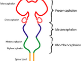 Myelencephalon