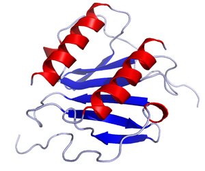 IL8 Solution Structure