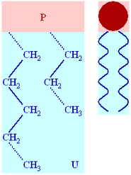 Phospholipid structure