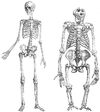Human and gorilla skeleton