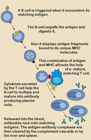 B cell activation