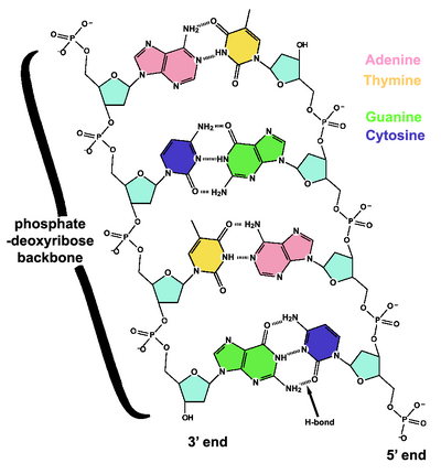 DNA chemical structure