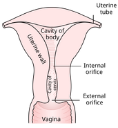 Posterior half of uterus and upper part of vagina.