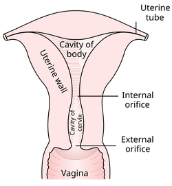 Vagina - Wikipedia