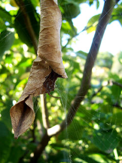 Spider house leaf