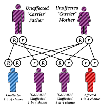 Autorecessive-3