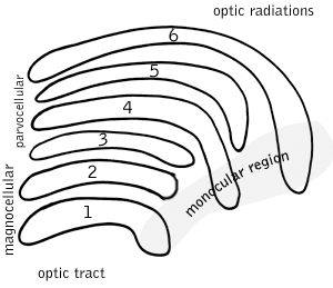 function of lateral geniculate nucleus